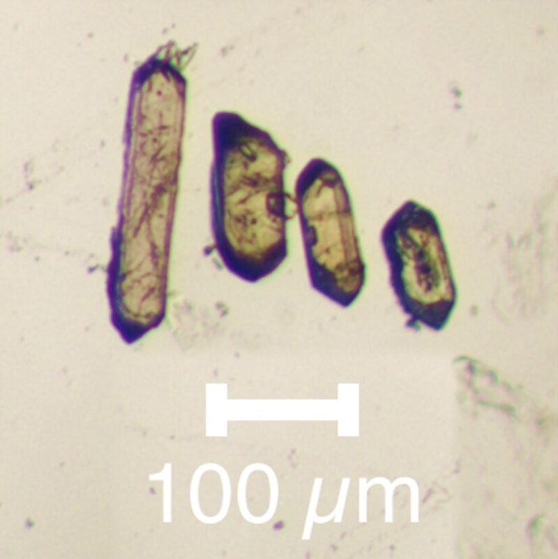 4 individual translucent crystals, about 100 microns tall, viewed with a microscope